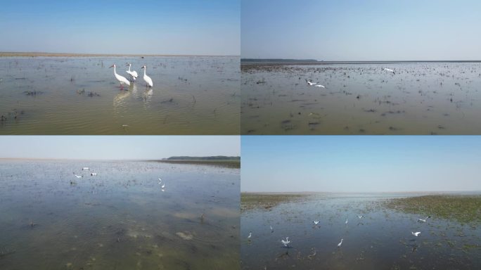鄱阳湖水鸟湿地生态景观