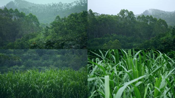 山中下雨雨中森林清新绿意
