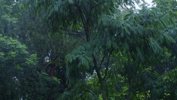 森林雨景山中暴雨下雨