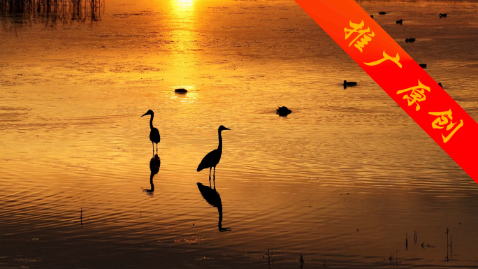 4K航拍乌拉特前旗乌梁素海日落晚霞候鸟