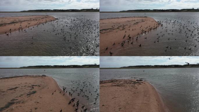 群鸟栖息在海滩湿地海豹