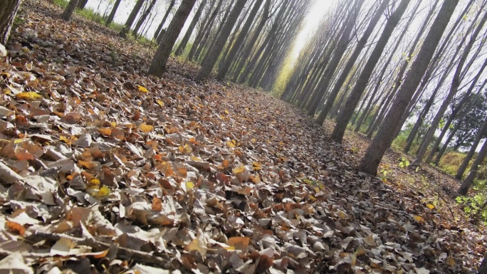 【原创实拍】盗梦空间旋转落叶林地秋日景色