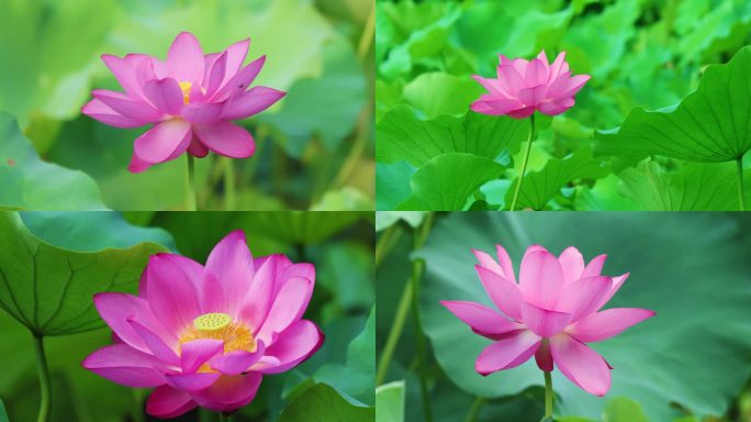 实拍夏季荷花盛开