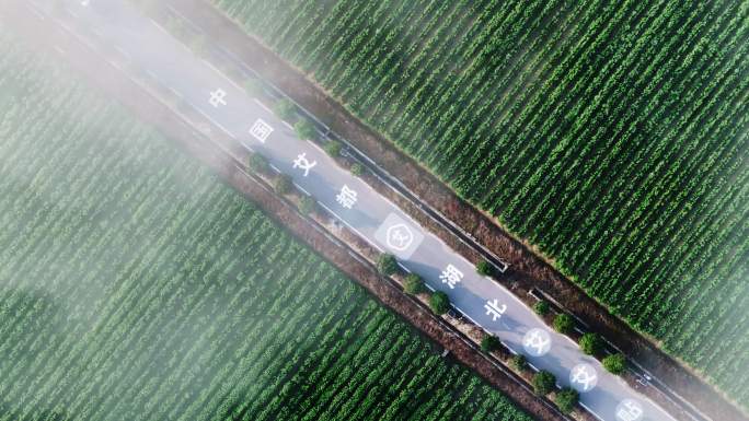 中国艾都湖北蕲春  绿色艾草种植基地