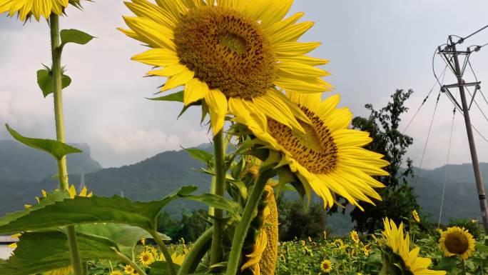 阳光下的金色花海向日葵盛开