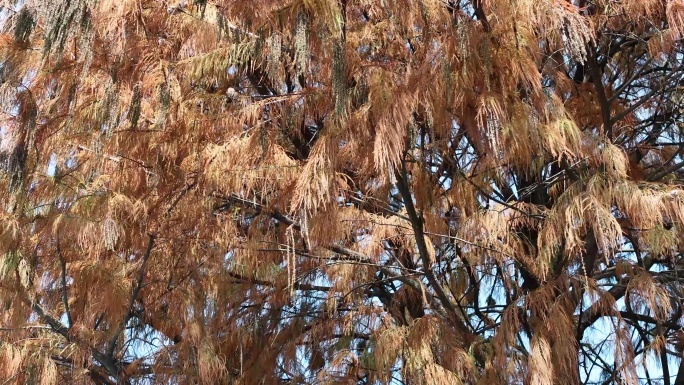 秋日落羽杉枝条的凋零