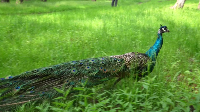 绿地孔雀悠闲漫步