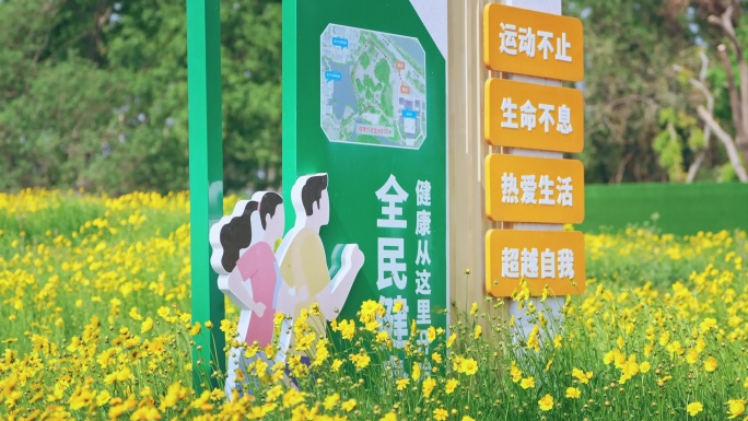 金色花海金鸡菊春天花海夏天公园晨跑户外跑