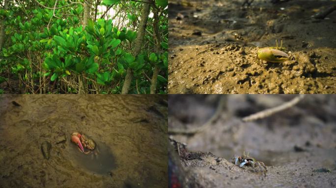 红树林活力生态