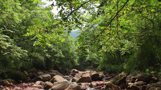 山间溪流潺潺流水清澈溪水石间流淌