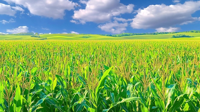 玉米田野背景