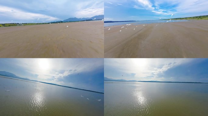 海滩飞鸟航拍
