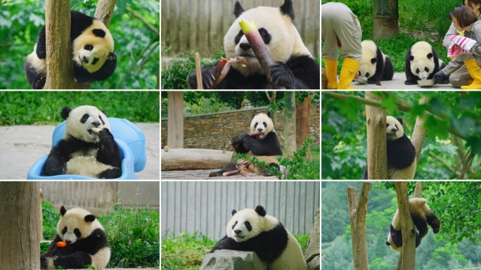 四川大熊猫熊猫幼崽吃竹子