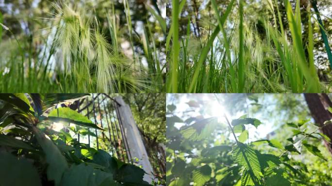 写意树荫光影4K60P