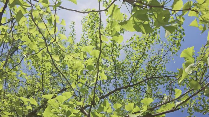 底部视角的银杏树（Ginkgo biloba）枝条，绿叶在蓝天背景下，阳光透过叶子洒下。