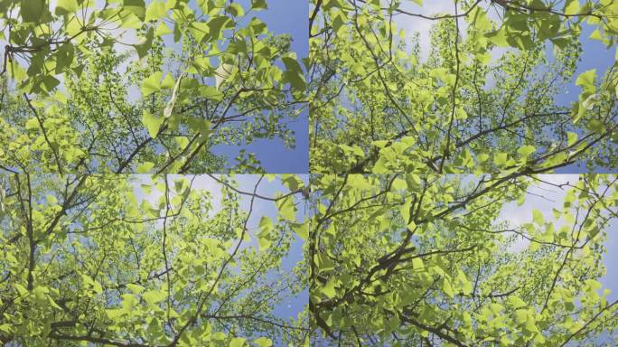 底部视角的银杏树（Ginkgo biloba）枝条，绿叶在蓝天背景下，阳光透过叶子洒下。