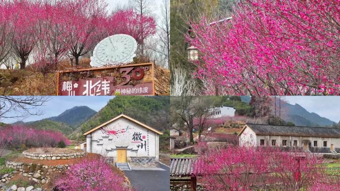 徽州梅花盛开美景 北纬30度梅花盛景