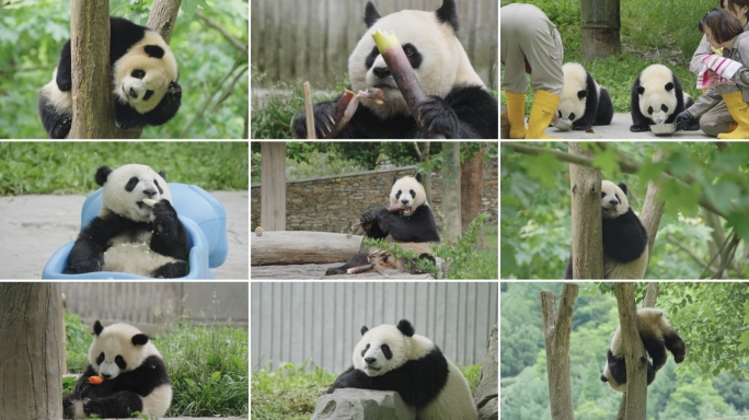 熊猫大熊猫吃竹子熊猫宝宝熊猫幼崽熊猫基地