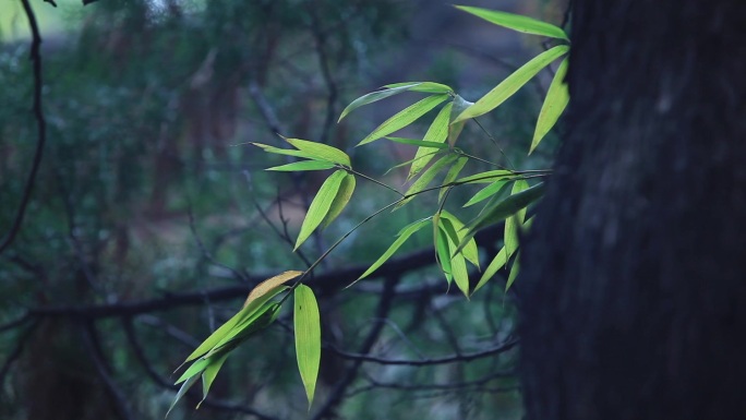 竹林树影