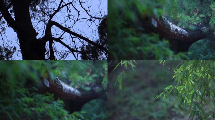 竹林树影