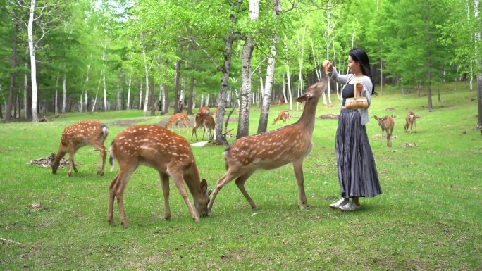 梅花鹿旅游