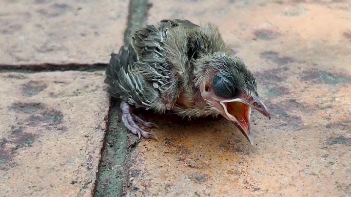 四川成都高温树荫下嗷嗷待哺的雏鸟