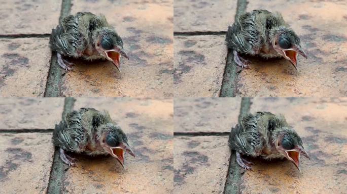 四川成都高温树荫下嗷嗷待哺的雏鸟