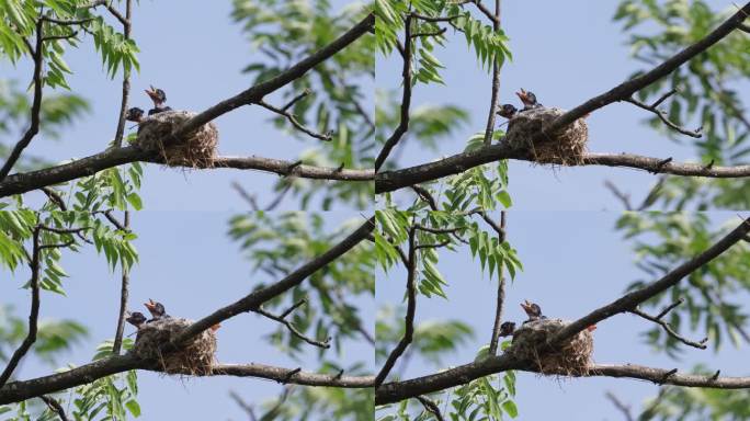 嗷嗷待哺的雏鸟，黑卷尾