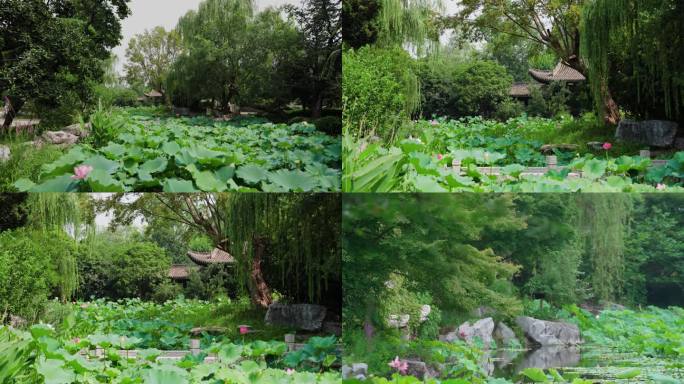 夏日景区中国风荷花池