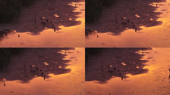 杭州大湾区湿地公园夕阳下的湿地鸟群