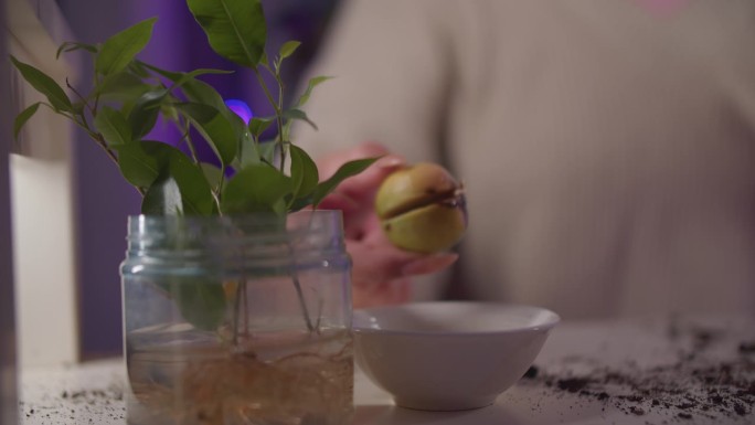植物插枝在水中生根的玻璃瓶。