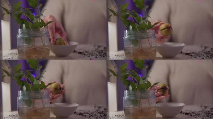 植物插枝在水中生根的玻璃瓶。