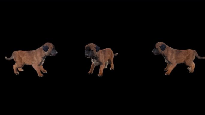 写实动物_牧羊犬幼犬_带透明通道