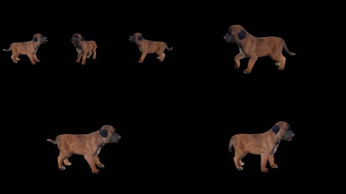 写实动物_牧羊犬幼犬_带透明通道