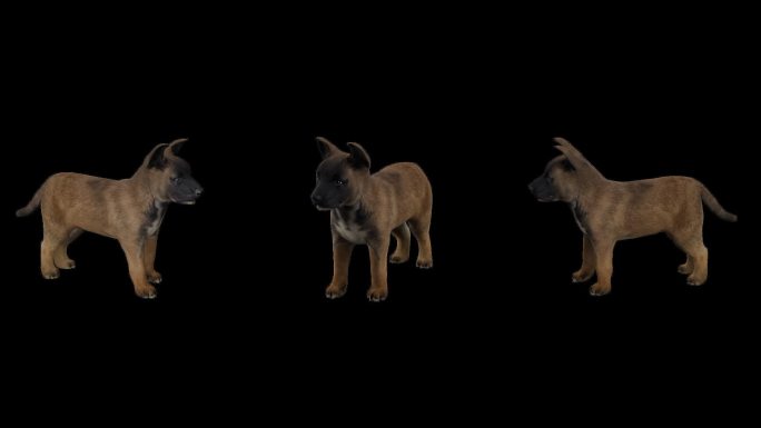 写实动物_幼犬_带透明通道