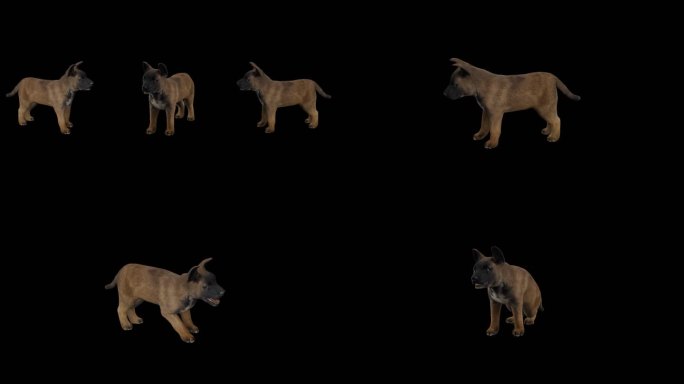 写实动物_幼犬_带透明通道