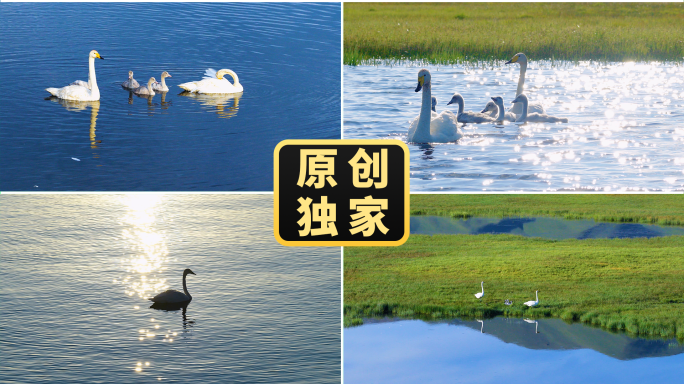 天鹅湿地生态自然绿色湖泊河流水鸟繁殖孵化
