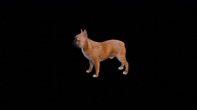 写实动物_斗牛犬_带透明通道