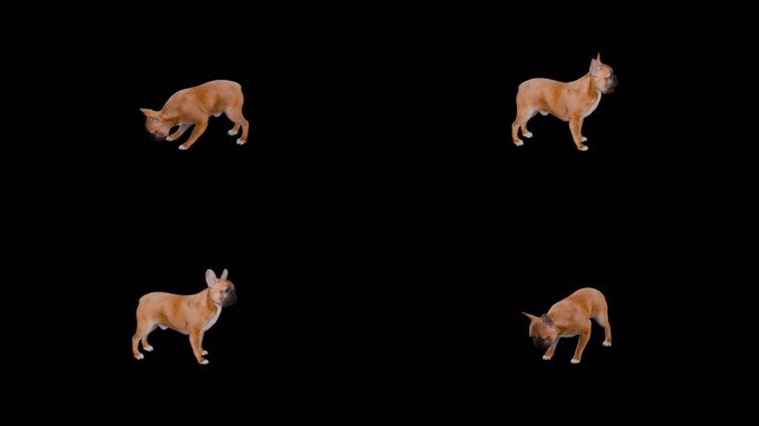 写实动物_斗牛犬_带透明通道