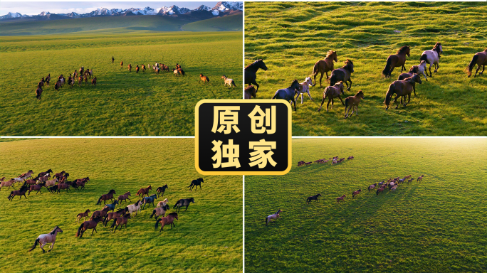马草原骏马奔跑马群万马奔腾团队拼搏励志