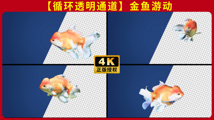 透明背景的金鱼