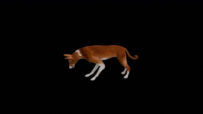 写实动物_伊比沙猎犬_带透明通道
