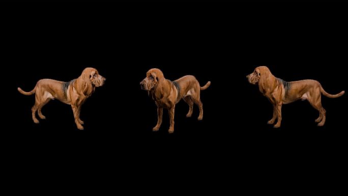 写实动物_寻血猎犬_带透明通道