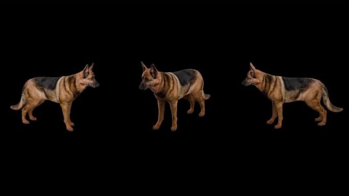 写实动物_牧羊犬_带透明通道