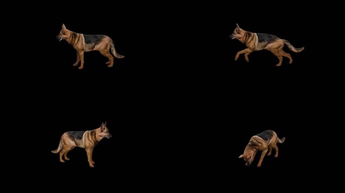 写实动物_牧羊犬_带透明通道