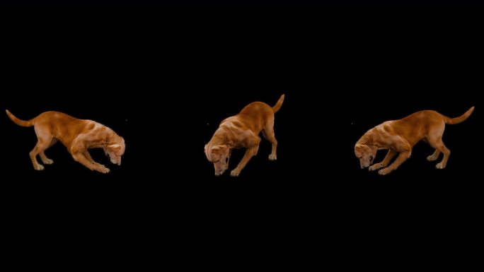 写实动物_金毛犬_带透明通道