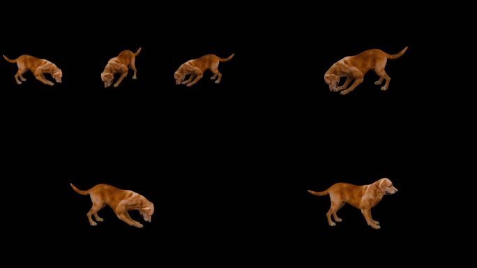 写实动物_金毛犬_带透明通道