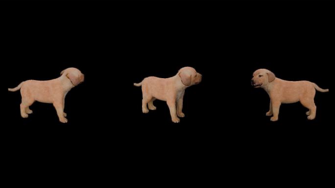 写实动物_金毛幼犬_带透明通道