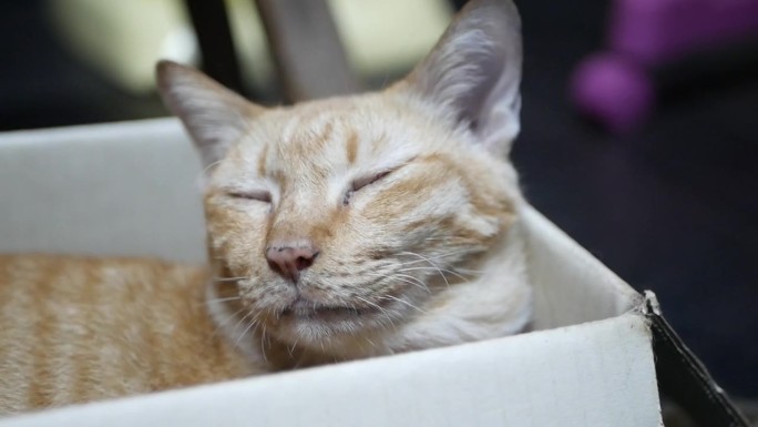 箱子里的猫