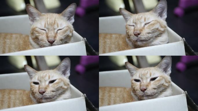 箱子里的猫